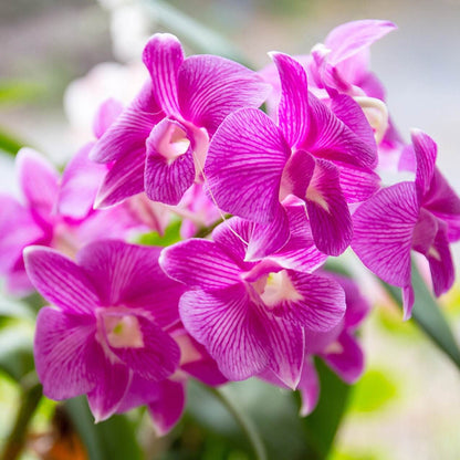 Orchid Seeds