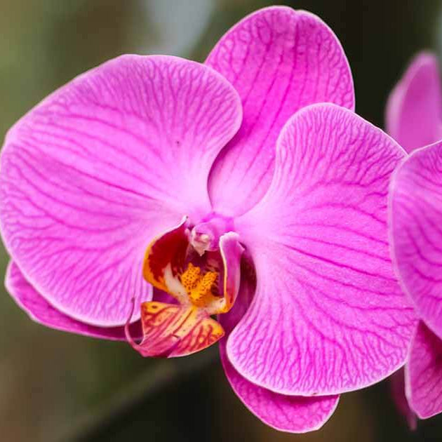 Orchid Seeds