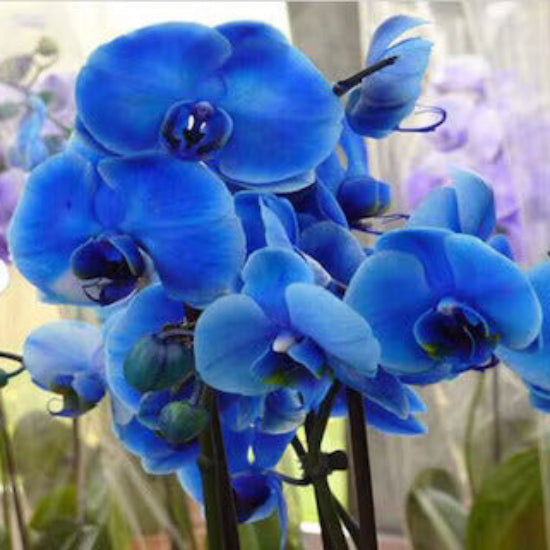 Orchid Seeds - Flower Plant