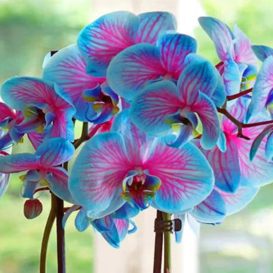 Orchid Seeds - Flower Plant