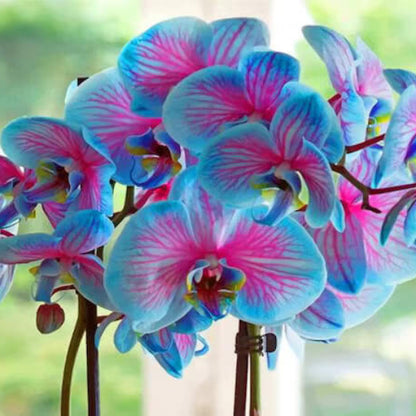 Orchid Seeds - Flower Plant