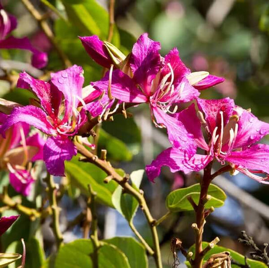 Orchid Tree Seeds