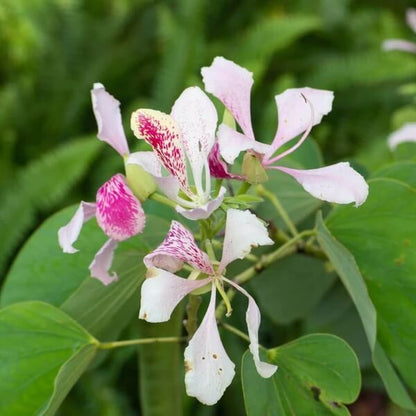 Orchid Tree Seeds