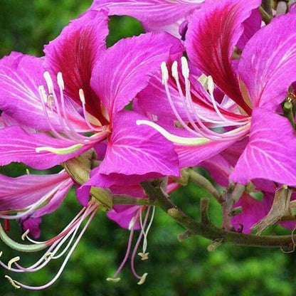 Orchid Tree Seeds