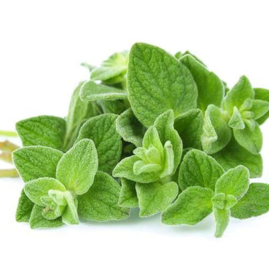 Oregano Seeds - Herbal Plant