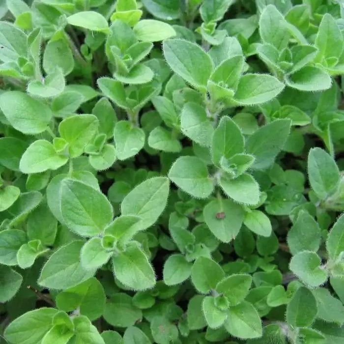 Oregano Seeds - Herbal Plant