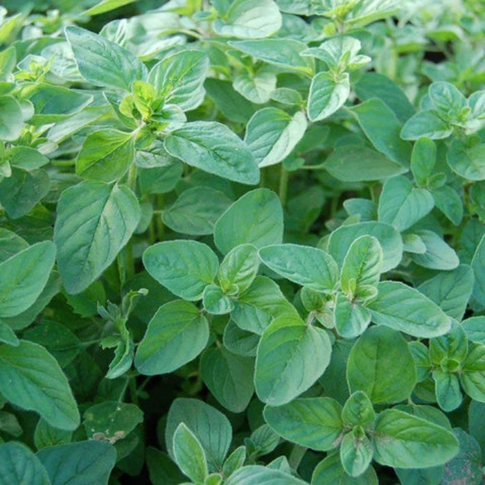 Oregano Seeds - Herbal Plant