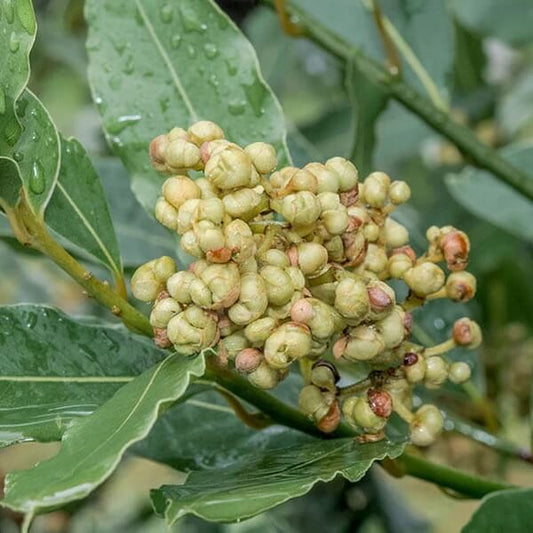 Oregon Laurel Seeds 