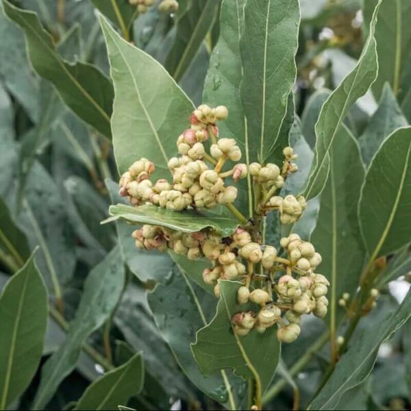 Oregon Laurel Seeds 