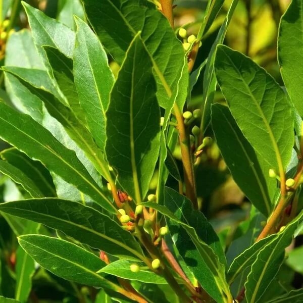 Oregon Laurel Seeds 