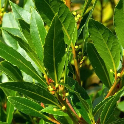 Oregon Laurel Seeds 