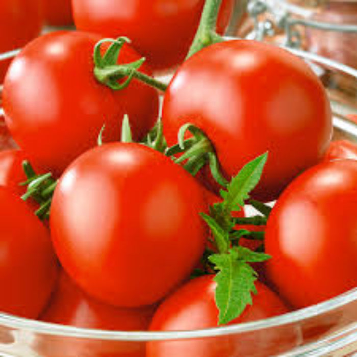 Oregon Spring Tomato Seeds - Vegetable Plant