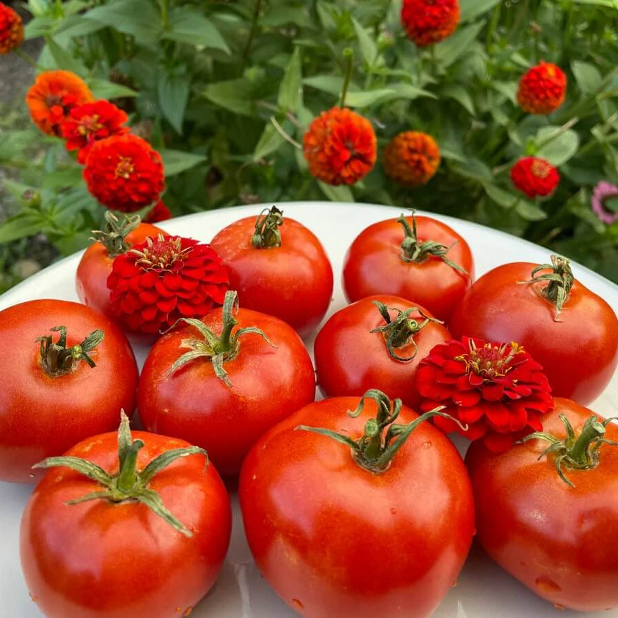 Oregon Spring Tomato Seeds - Vegetable Plant