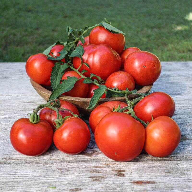 Oregon Spring Tomato Seeds - Vegetable Plant