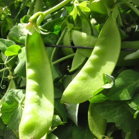 Oregon giant snow pea seeds - Vegetable Plant