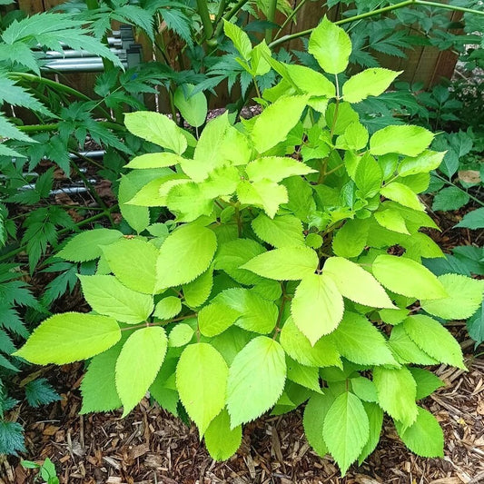 Organic Aralia Cordata Seeds