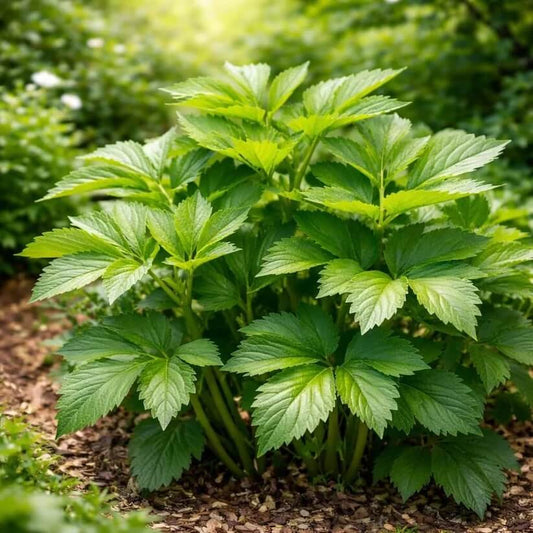Organic Ashitaba Seeds