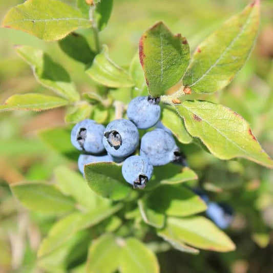 Organic Bilberry Seeds