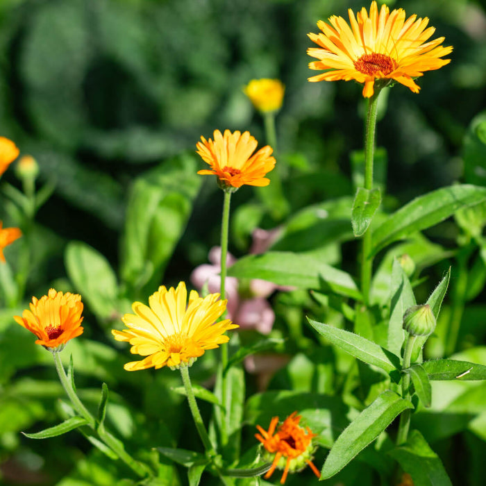Organic Calendula Seeds - Herbal Plant