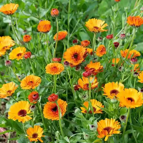 Organic Calendula Seeds - Herbal Plant