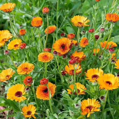 Organic Calendula Seeds - Herbal Plant