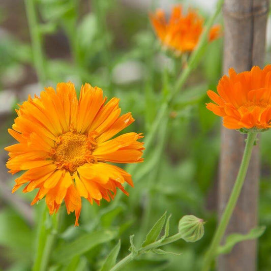 Organic Calendula Seeds - Herbal Plant