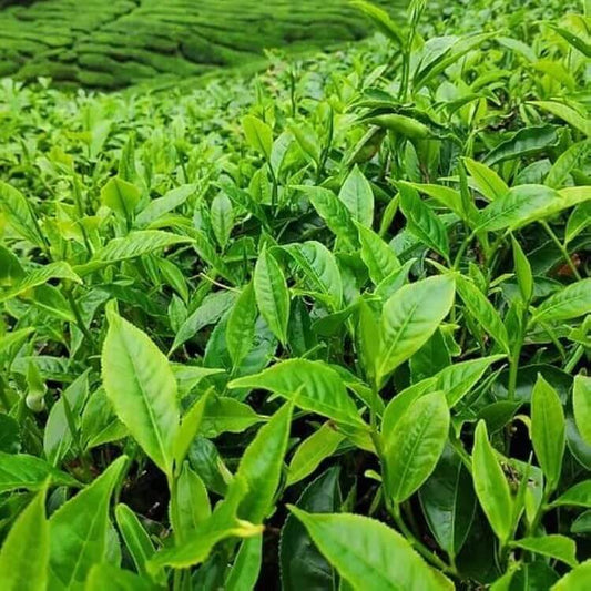 Organic Camellia Sinensis seeds