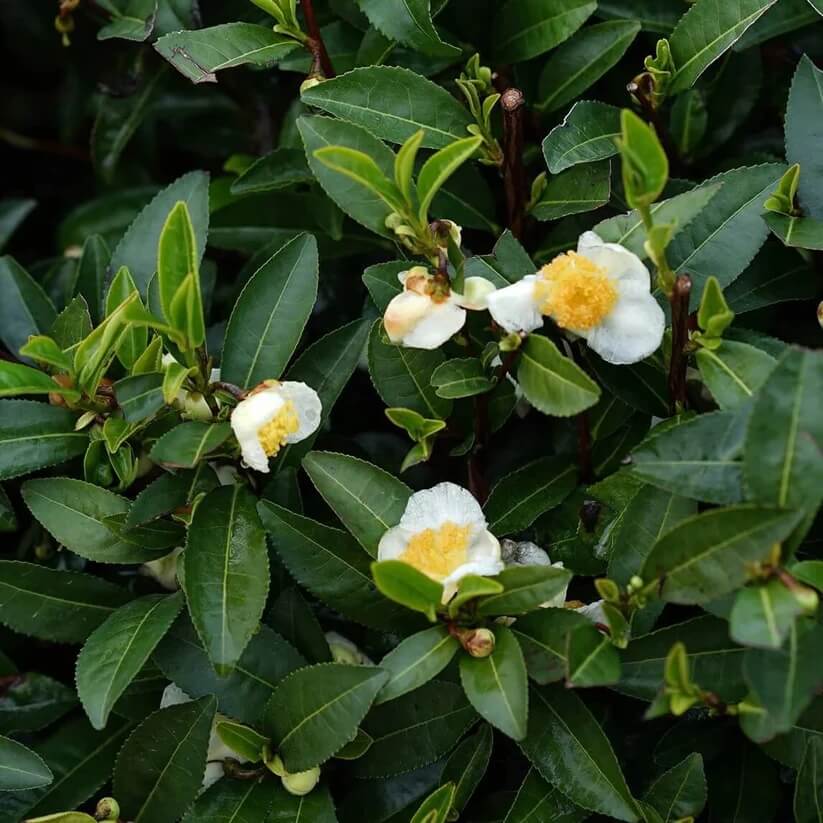 Organic Camellia Sinensis seeds