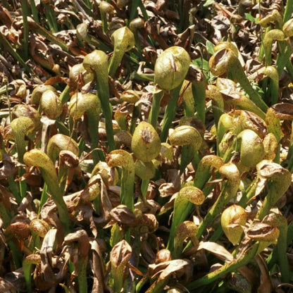 Organic Carnivorous Plant Seeds