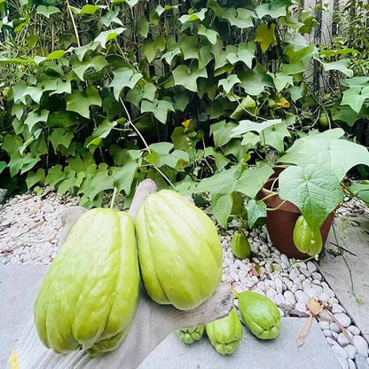 Organic Chayote Seeds