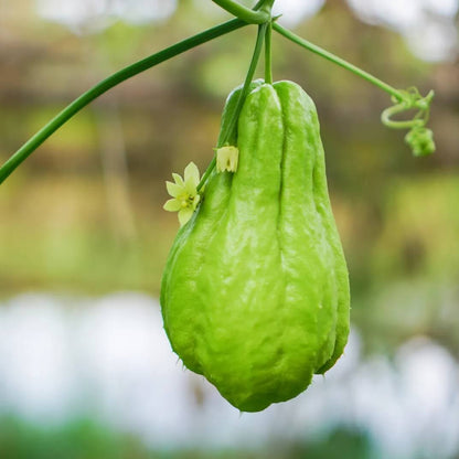 Organic Chayote Seeds