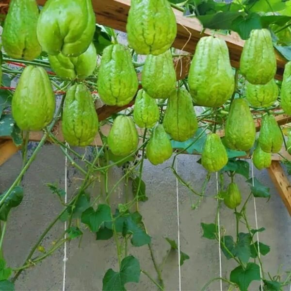 Organic Chayote Seeds