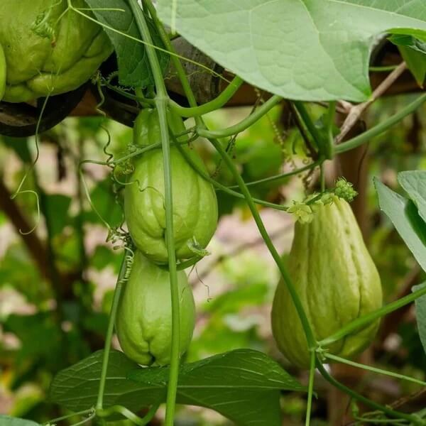 Organic Chayote Seeds