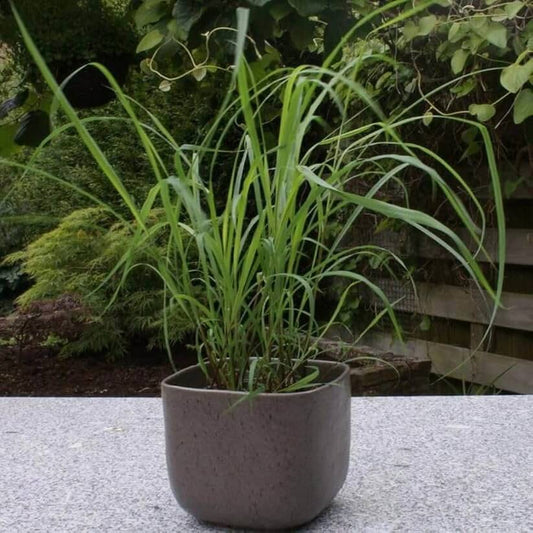 Organic Citronella Seeds