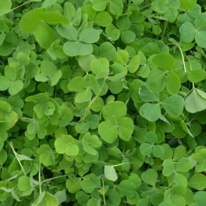 Organic Clover Seeds - Herbal Plant