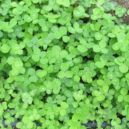 Organic Clover Seeds - Herbal Plant