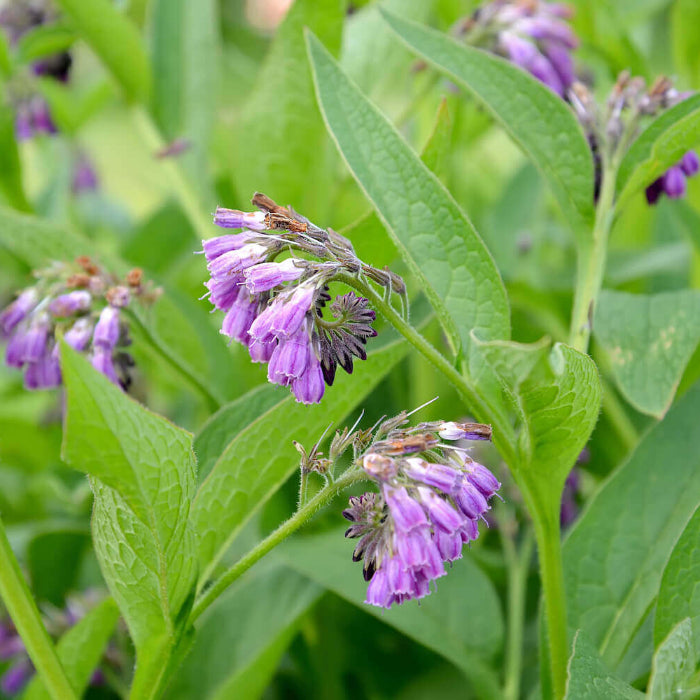 Organic Comfrey Seeds - Herbal Plant