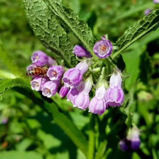 Organic Comfrey Seeds - Herbal Plant