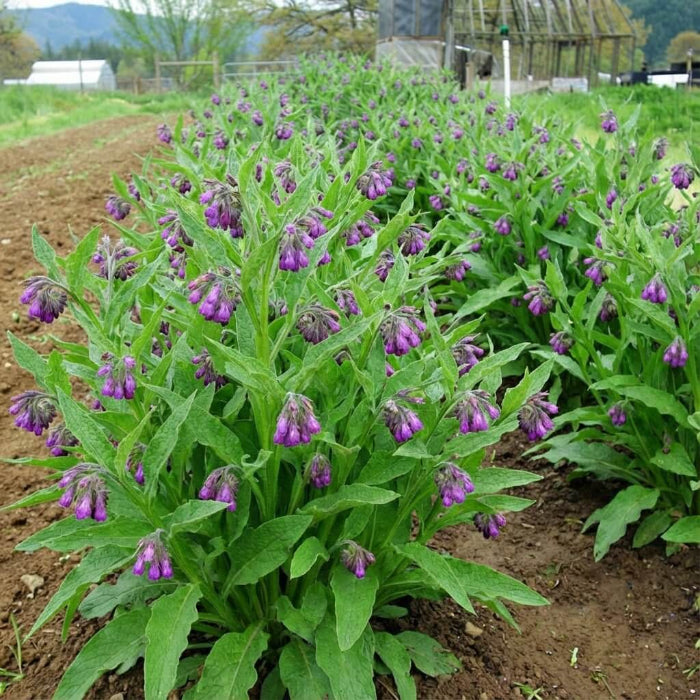 Organic Comfrey Seeds - Herbal Plant