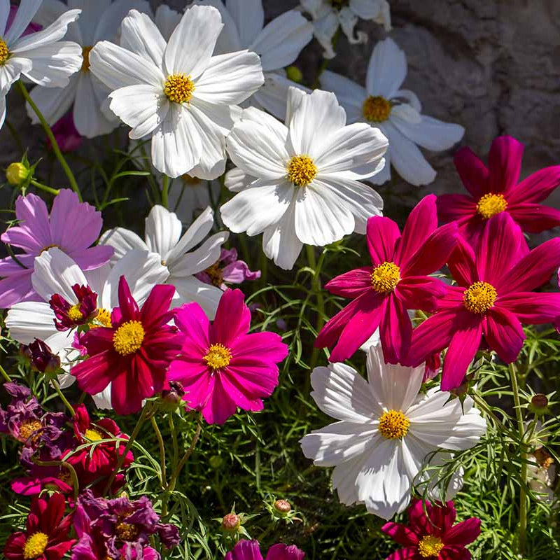 Organic Cosmos Seeds - Flower Plant