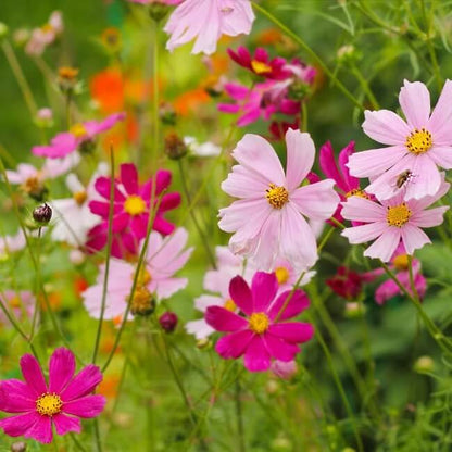 Organic Cosmos Seeds - Flower Plant