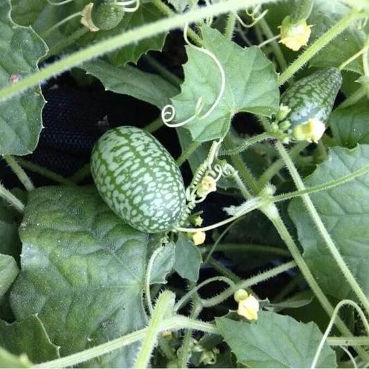 Organic Cucamelon Seeds