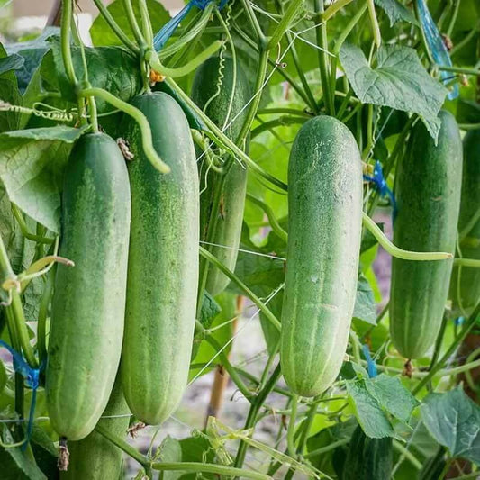 Organic Cucumber Seeds