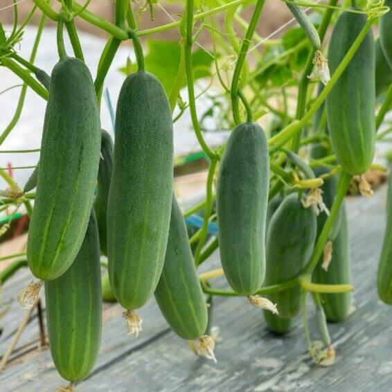 Organic Cucumber Seeds