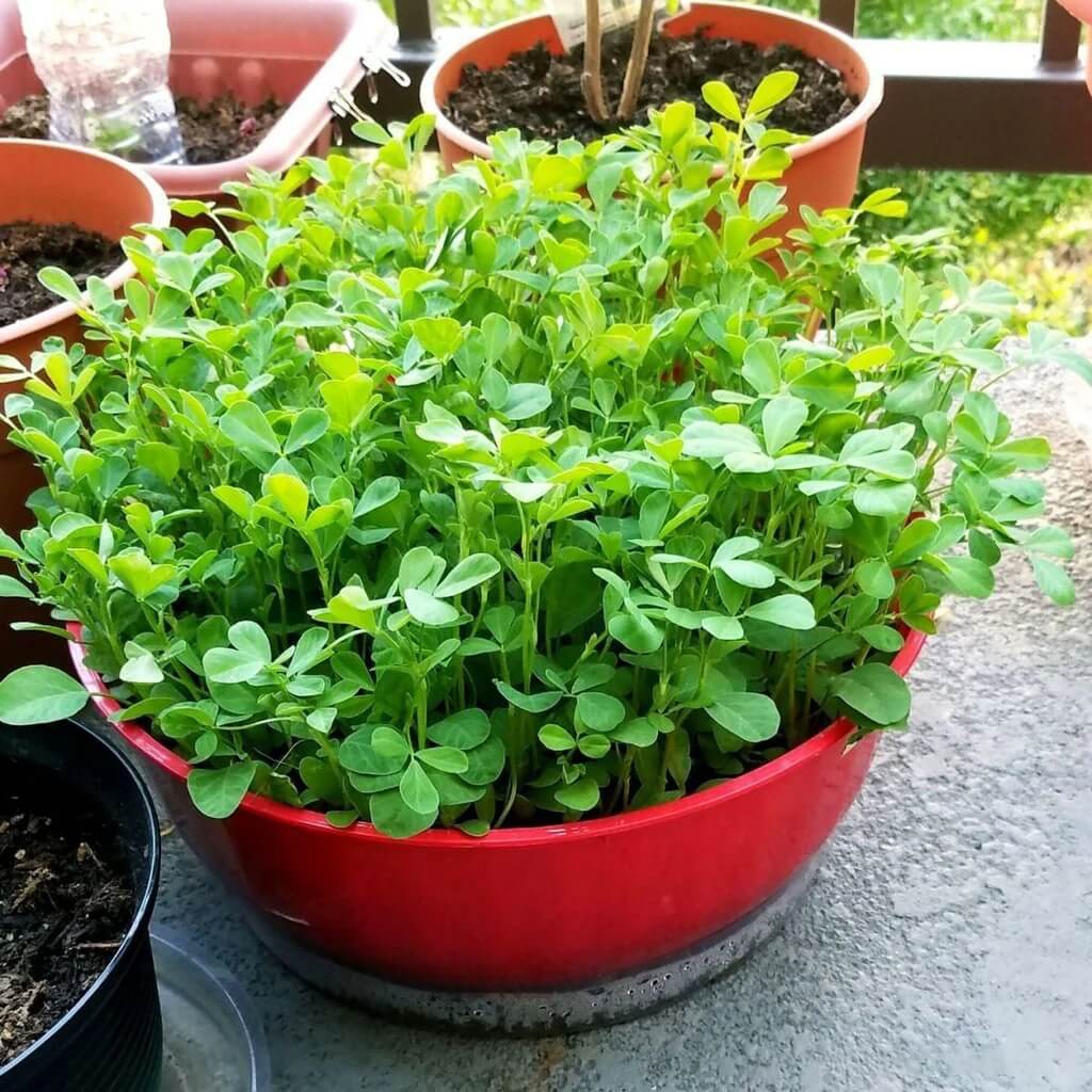 Organic Fenugreek Seeds  - Herbal Plant