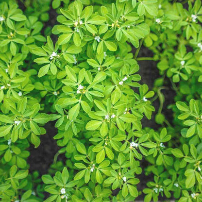 Organic Fenugreek Seeds  - Herbal Plant