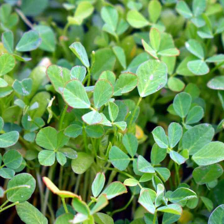 Organic Fenugreek Seeds  - Herbal Plant