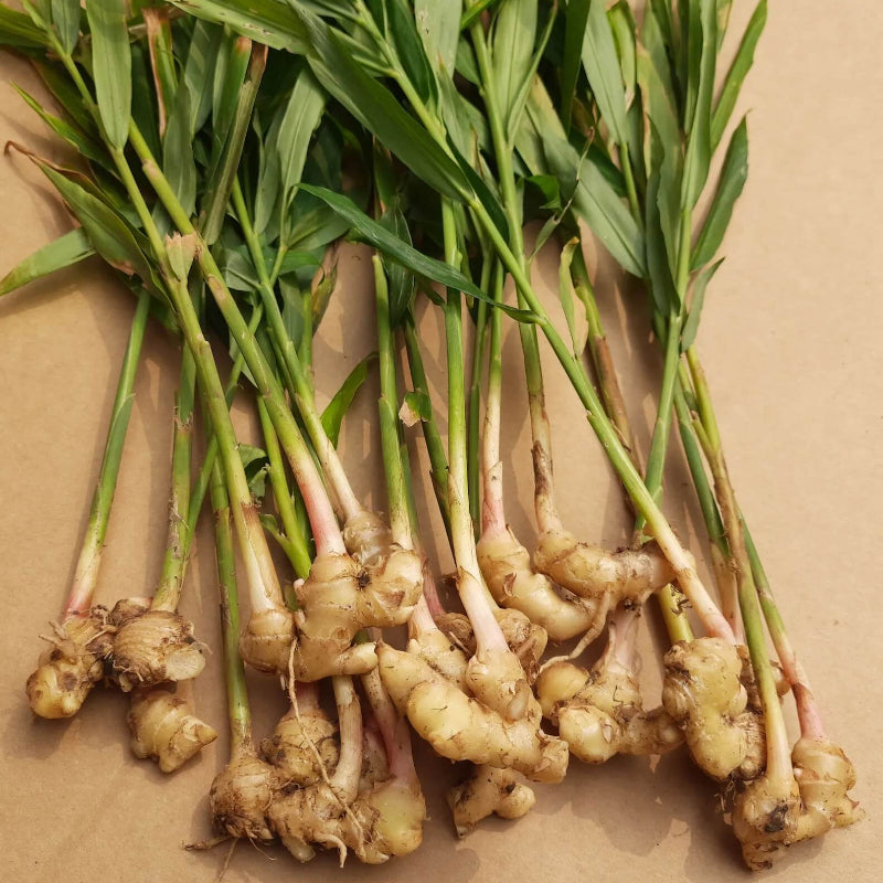 Organic Ginger Root Rhizomes Seeds 