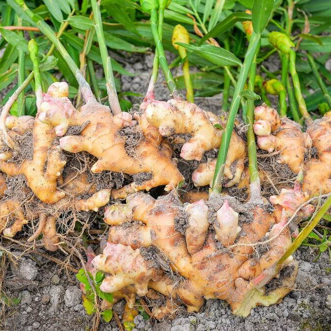 Organic Ginger Root Rhizomes Seeds 