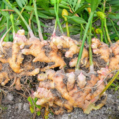 Organic Ginger Root Rhizomes Seeds 